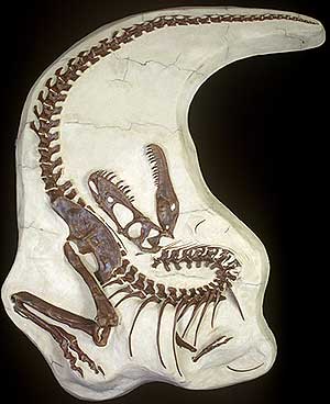 Un fsil de un tiranosaurio que muri de viejo. (Foto: Science)