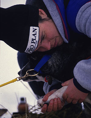 Butcher atiende a uno de sus perros en la carrera de Iditarod de 1994. (Foto: AP)
