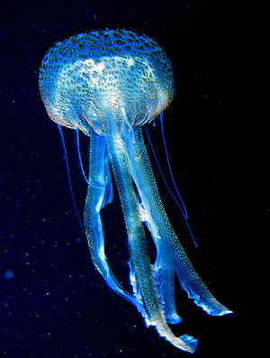 Una medusa flota en el Mediterrneo. (Foto: REUTERS)