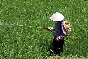 Un granjero vietnamita, en un campo de arroz en Ha Tay. (Foto: AFP)