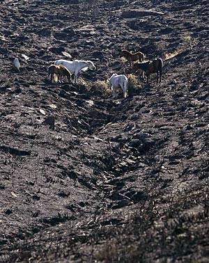 Varios caballos buscan alimento en el rea devastada de Pigarzos (Galicia). (Foto: REUTERS)