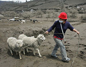 Una mujer evaca a sus ovejas de las tierras cubiertas por la ceniza del volcn. (Foto: AP)
