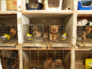 Imagen de los perros requisados en Navalfuente y El Molar. (Foto: Guardia Civil Madrid)