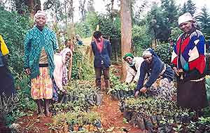 Un grupo de mujeres planta rboles en Kenia. (Foto: Fundacin Green Belt Movement)
