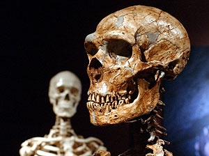 Reproducción de un esqueleto de Neandertal. (Foto: AP)
