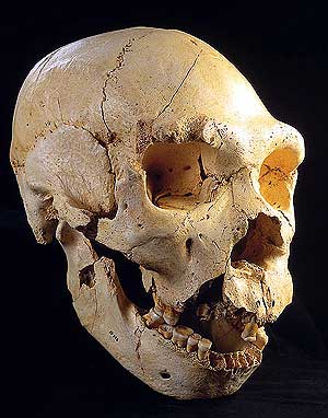 El cráneo número 5 de Atapuerca, conocido como 'Miguelón'. (Foto: EL MUNDO)