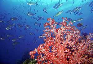 La zona es sorprendentemente rica en corales. (Foto: AP)