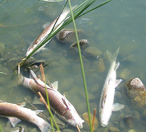 Imagen de algunas de las carpas muertas en la laguna de Picón de los Conejos. (EL MUNDO)