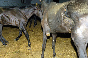 Algunos de los caballos, el mircoles en la finca 'La Caridad'. (Foto: EFE)
