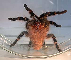Una tarntula cebra, segregando seda por las patas. (Foto: Nature)