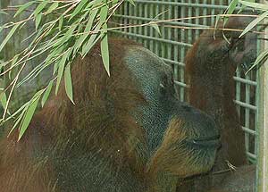 'Suma', en su jaula del zoo. (Foto: Zoo de Osnabrk)