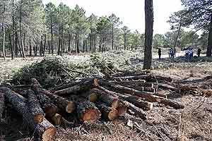 Algunos de los árboles ya cortados. (Foto: EFE)