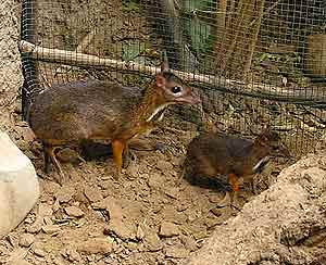La madre y la cra recin nacida, en el zoo. (Foto: Zoo de Fuengirola)