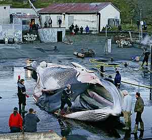 El cuerpo de la primera ballena cazada. (Foto: Greenpeace)