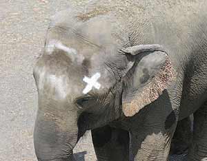 La elefanta 'Happy' puede tocarse la marca al mirarse en el espejo. (Foto: PNAS)