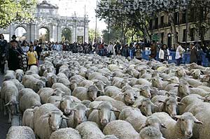 Las ovejas, dejando atrs la Puerta de Alcal. (Foto: EFE)