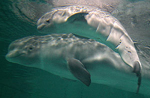 La cra de beluga junto a su madre. (Foto: AFP)