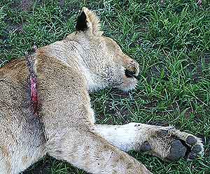 Imagend e una leona del Serengeti herida por un cepo. (Foto: Science) VEA MS FOTOS