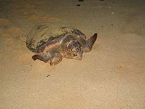 Una tortuga en una playa de Cabo Verde. (Foto: R.M. Tristn)