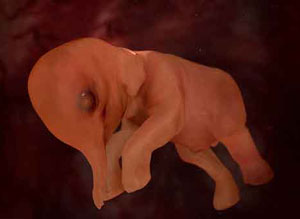 Una de las imágenes del feto de elefante del documental. No sabemos si es el real o la reproducción.