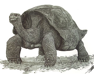 Una de las clases ms abundantes de fsiles que aparecen en la cuenca miocena de Madrid pertenecen a tortugas gigantes.