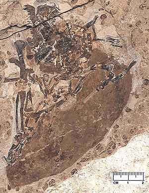 Esqueleto del mamfero en la losa de piedra donde se hall. (Foto: Nature)