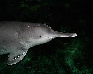 Un ejemplar de delfín de aleta blanca. (Foto: AP)