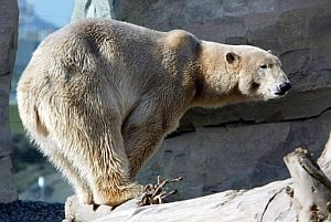 Lloyd, un oso polar del zoo am Meer de Bremerhaven, Alemania. (Foto: EFE)