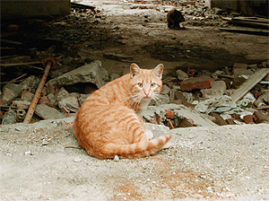 Un gato parecido a este es el protagonista de la historia. (Foto: Iaki Andrs)