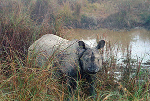 Rinoceronte blanco, en Nepal. (Foto: REUTERS)