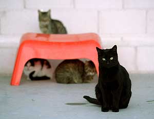 Gatos en un albergue de la Sociedad Protectora de Animales. (Foto: Bernab Cordn)