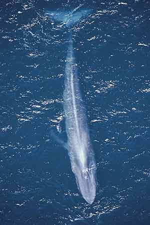 Una ballena azul. (Foto: Fundacin BBVA)