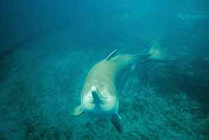 El delfn del ro Yangtz es el animal ms amenazado del planeta. (Foto: Stephen Leatherwood)