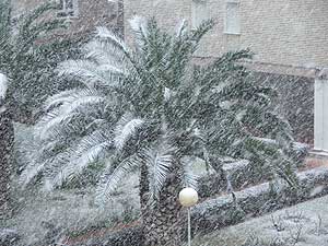 Foto enviada por Daniel Campos de una palmera nevada en Linares. (Ms fotos | Enve las suyas)
