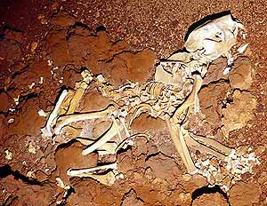 Esqueleto del marsupial hallado en la cueva. (Foto: Nature)