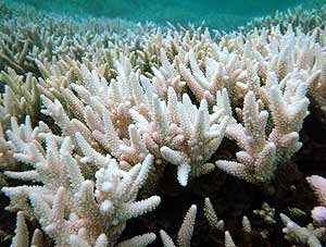 Los arrecifes de Coral australianos podrían desaparecer. (Foto: AFP)