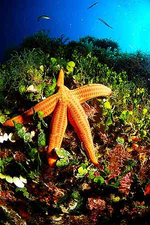 Una estrella espinosa roja en una pradera de fanergamas marinas. (Foto: Juan Cuetos/Oceana)