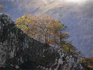 Los bosques vascos ocupan el 55% del territorio. (Foto: Gobierno vasco)