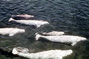 Un grupo de belugas nada en aguas del rtico canadiense. (Foto: Parks Canada)