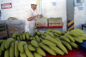 Un trabajador, en la planta de Chiquita en Uraba (Colombia), en una imagen tomada en 2004. (Foto: AP)