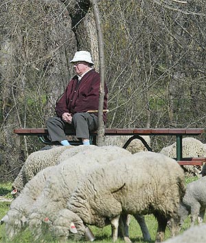 Un hombre toma el sol en la Casa de Campo mientras pastan las ovejas. (Foto: J. Palomar)