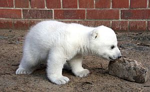 'Knut', en una foto de archivo. (Foto: AFP/Zoo de Berln)