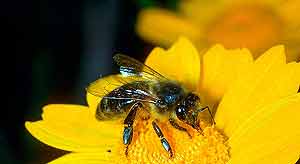 Los abejas obreras desaparecen dejando atrás a la reina. (Foto: Agefotostock)