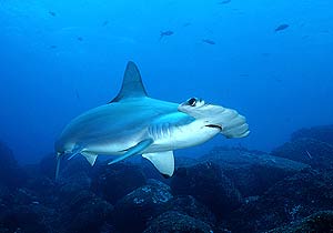 La poblacin de tiburon martillo del Atlntico ha disminuido en un 89%. (Foto: Science)