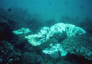 La Gran Barrera de Corales, 2.000 kilómetros de arrecife de coral en Australia. (Foto: AFP)