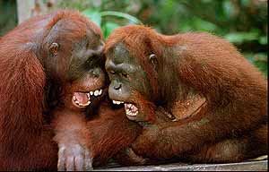 Dos orangutanes de Sumatra. (Foto: EL MUNDO)