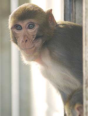Un ejemplar de macaco reshus. (Foto: Science)