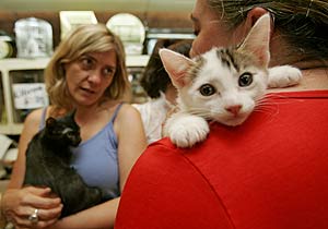 Da de la Adopcin de gatos, organizado por la Asociacin Madrid Felina en la tienda de animales JANA. (Foto: Antonio Heredia)