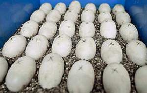 Los huevos, marcados con una 'x'. (Foto: Jos F. Ferrer)
