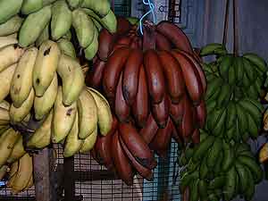Diferentes tipos de bananas, en un mercado de Micronesia. (Foto: L. Guarino)